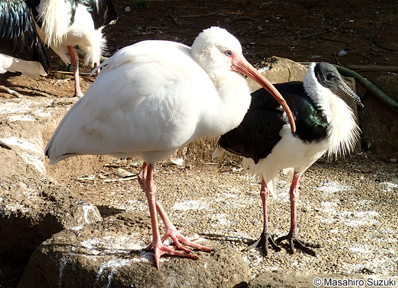 シロトキ Eudocimus albus
