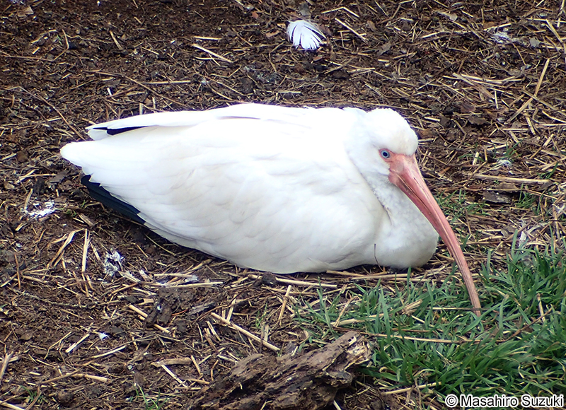 シロトキ Eudocimus albus