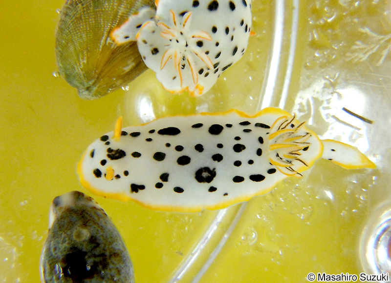 シロウミウシ Chromodoris orientalis