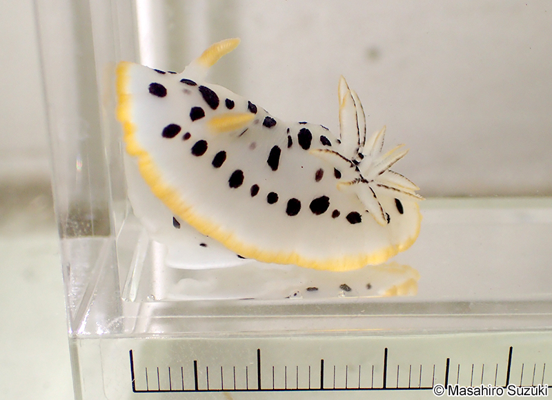 シロウミウシ Chromodoris orientalis