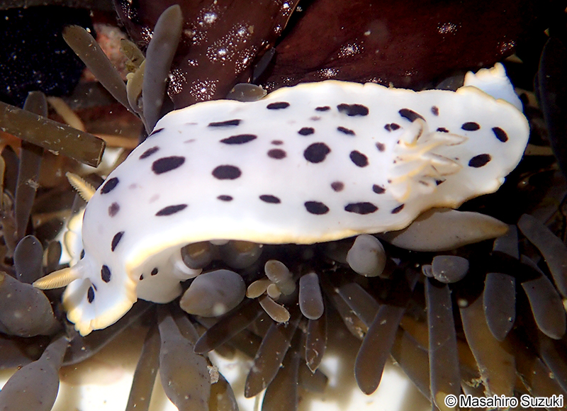 シロウミウシ Chromodoris orientalis