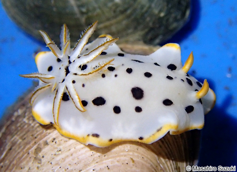シロウミウシ Chromodoris orientalis
