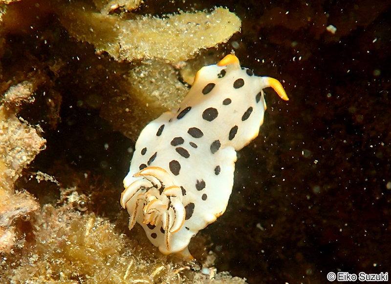 シロウミウシ Chromodoris orientalis