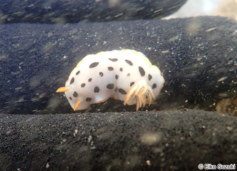 シロウミウシ Chromodoris orientalis