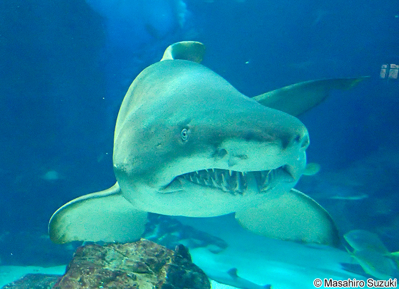 シロワニ Carcharias taurus