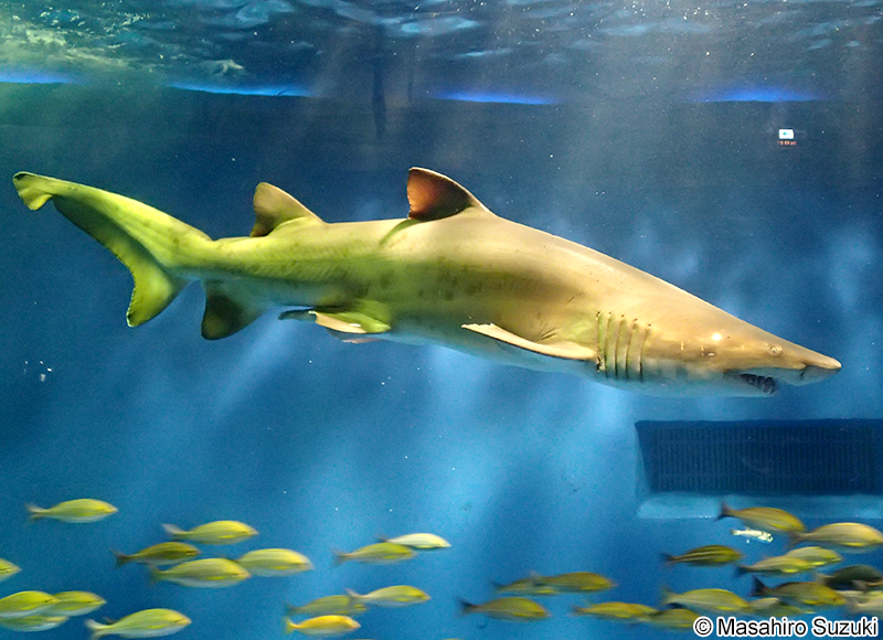 シロワニ Carcharias taurus