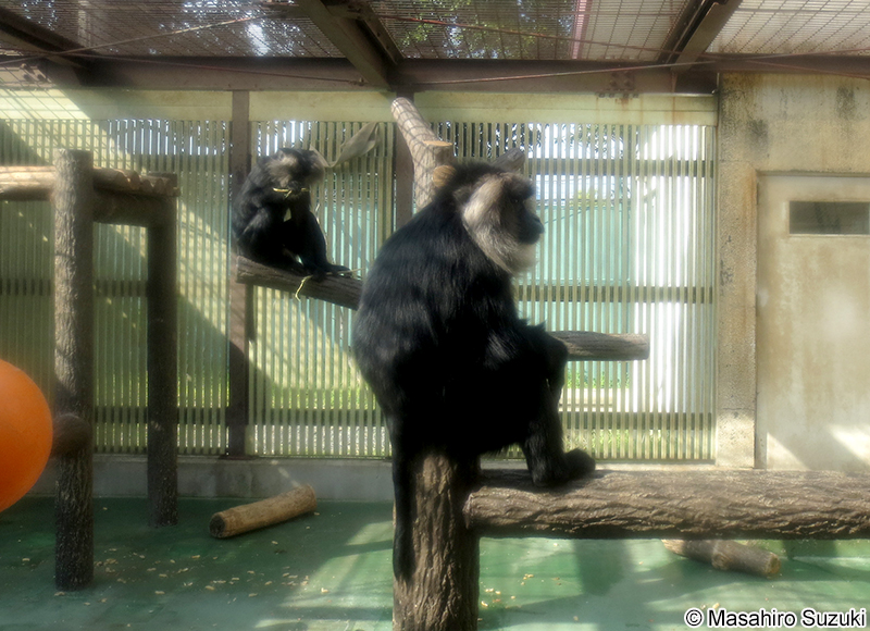 シシオザル Macaca silenus