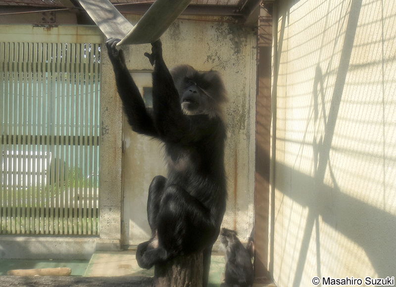 シシオザル Macaca silenus