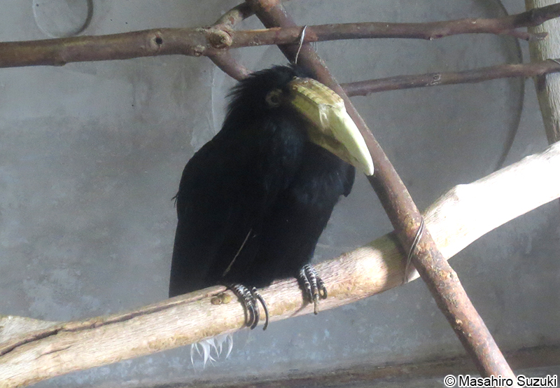 シワコブサイチョウ Rhyticeros undulatus