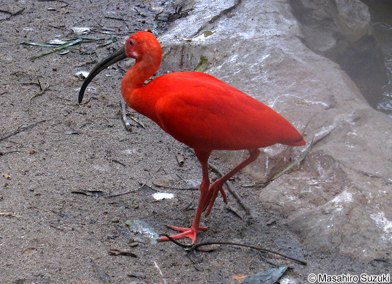 ショウジョウトキ Eudocimus ruber