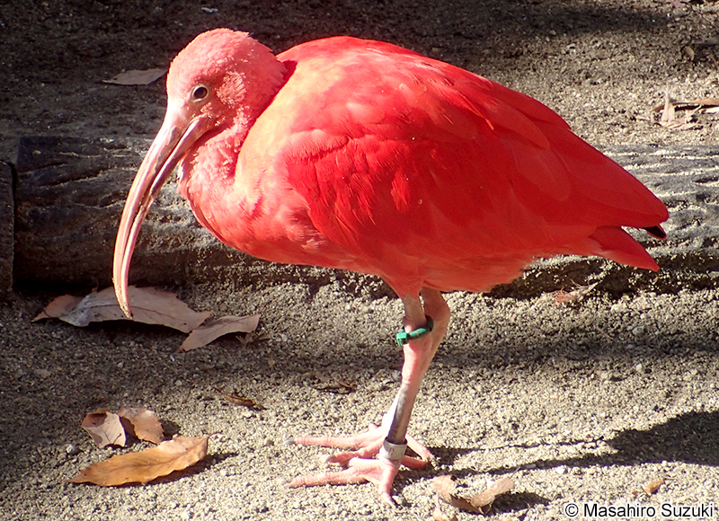 ショウジョウトキ Eudocimus ruber