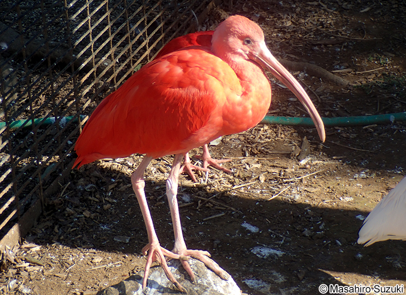 ショウジョウトキ Eudocimus ruber
