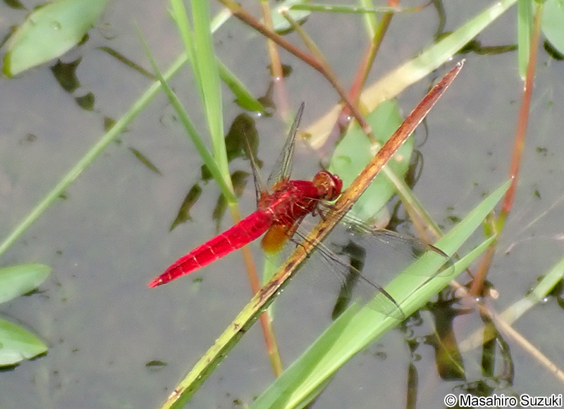 ショウジョウトンボ Crocothemis servilia mariannae