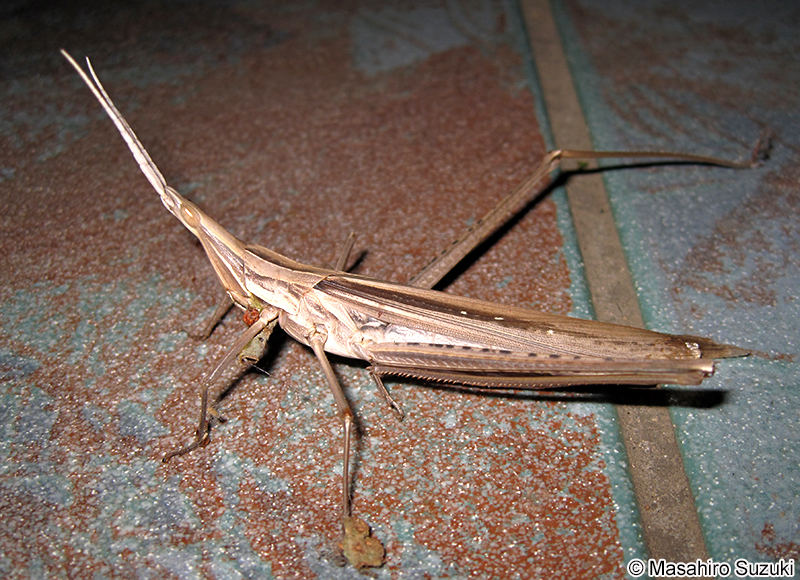 ショウリョウバッタ Acrida cinerea