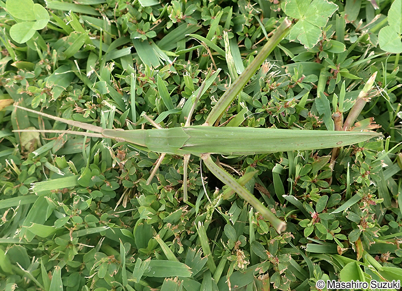 ショウリョウバッタ Acrida cinerea