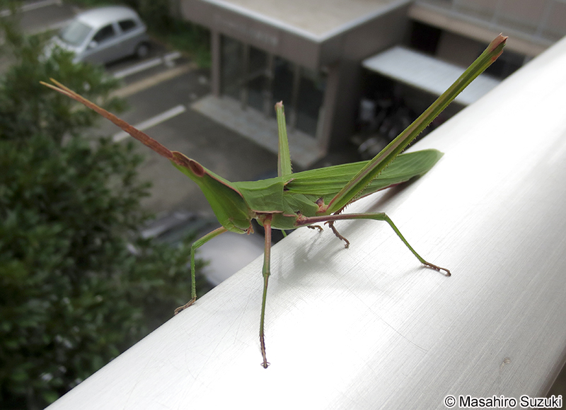 ショウリョウバッタ Acrida cinerea