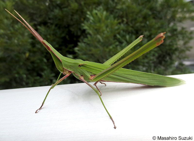 ショウリョウバッタ Acrida cinerea