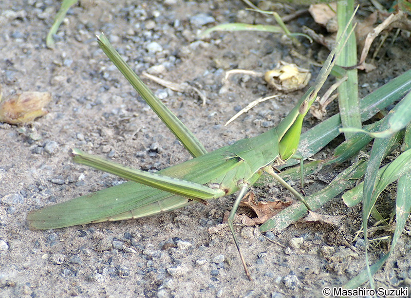 ショウリョウバッタ Acrida cinerea