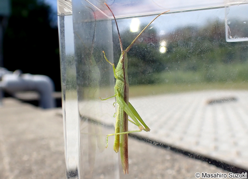 ショウリョウバッタモドキ Gonista bicolor