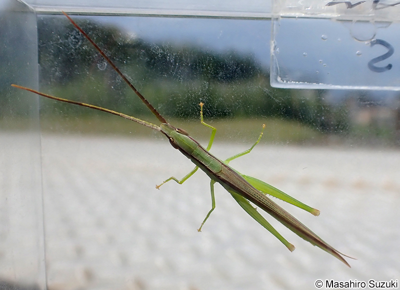 ショウリョウバッタモドキ Gonista bicolor