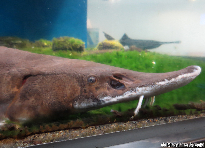 ショベルノーズ・スタージョン Scaphirhynchus platorynchus