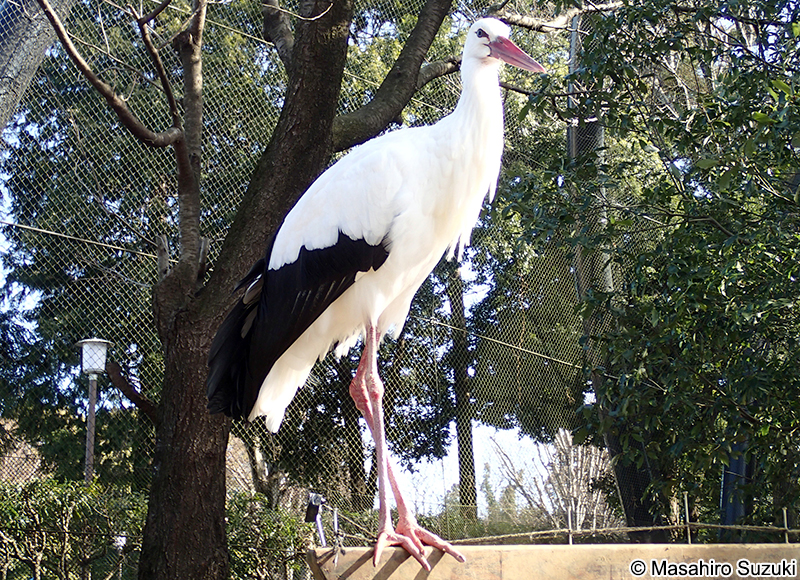 シュバシコウ Ciconia ciconia