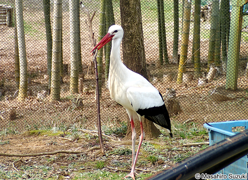 シュバシコウ Ciconia ciconia