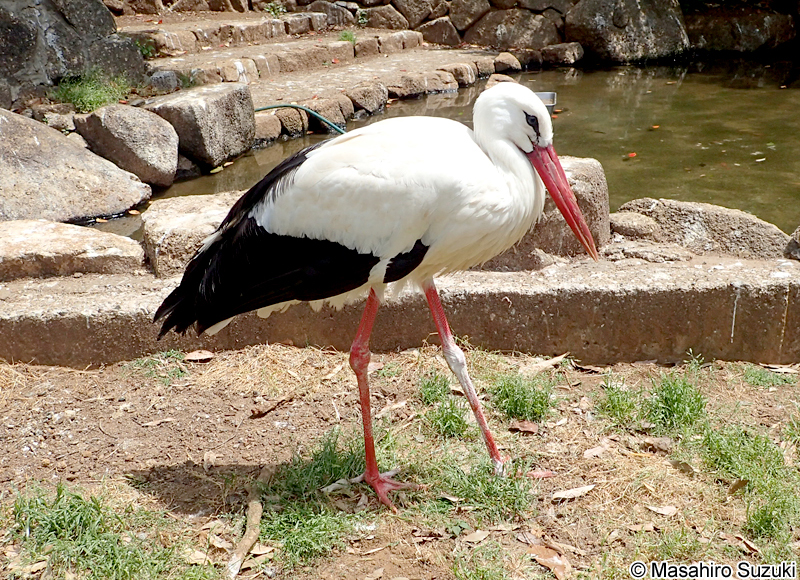 シュバシコウ Ciconia ciconia
