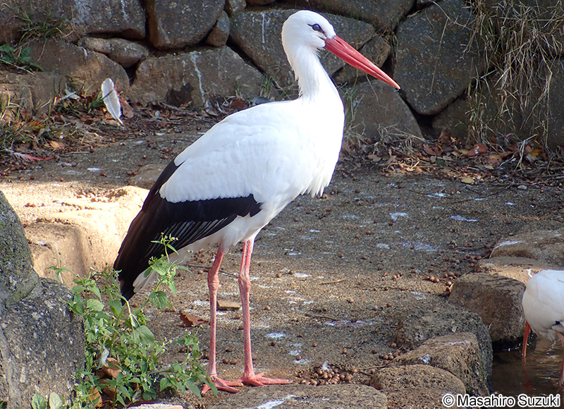 シュバシコウ Ciconia ciconia