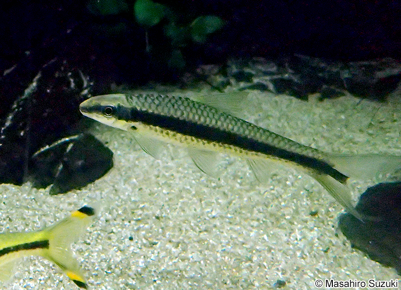 サイアミーズフライングフォックス Crossocheilus oblongus