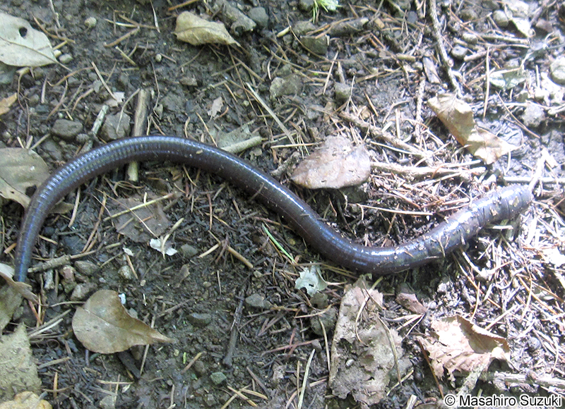 シーボルトミミズ Pheretima sieboldi