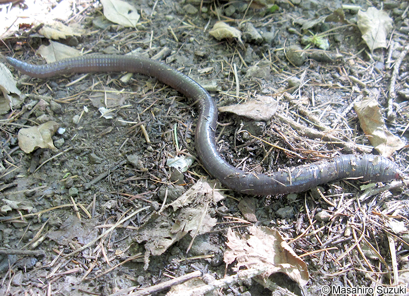 シーボルトミミズ Pheretima sieboldi