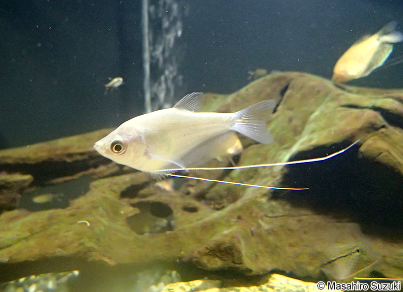 シルバーグラミー Trichogaster microlepis