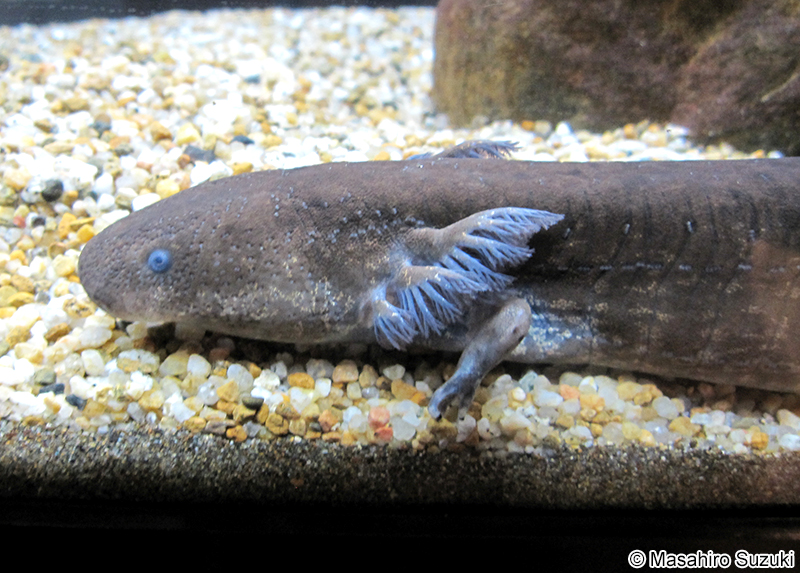 レッサーサイレン Siren intermedia