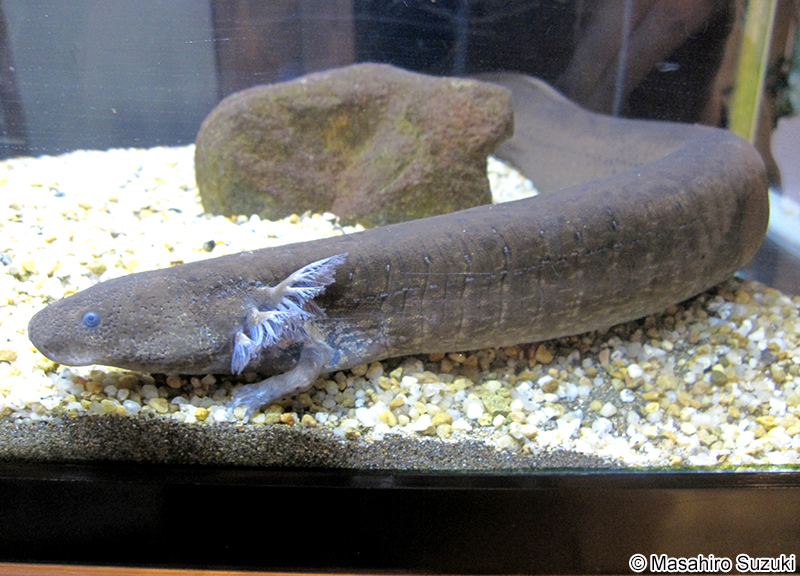 レッサーサイレン Siren intermedia