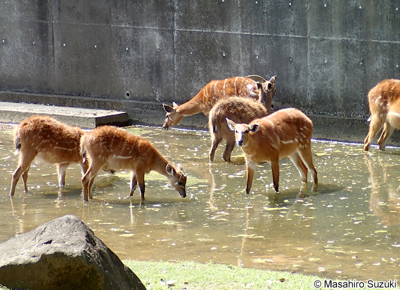シタツンガ Tragelaphus spekii