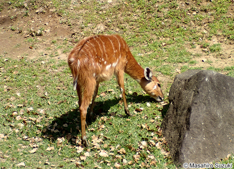 シタツンガ Tragelaphus spekii
