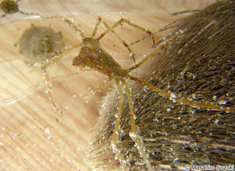 ソバガラガニ Trigonoplax unguiformis