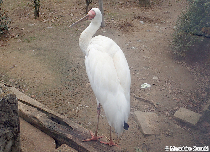 ソデグロヅル Grus leucogeranus