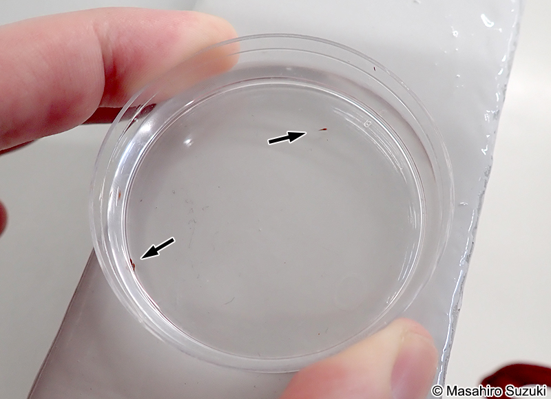 ソコミジンコ目の1種 Harpacticoida sp.