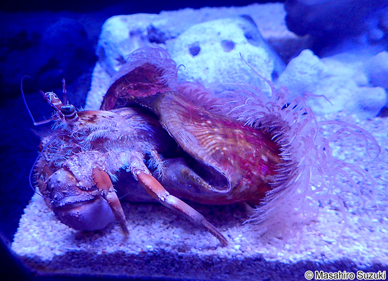 ソメンヤドカリ Dardanus pedunculatus