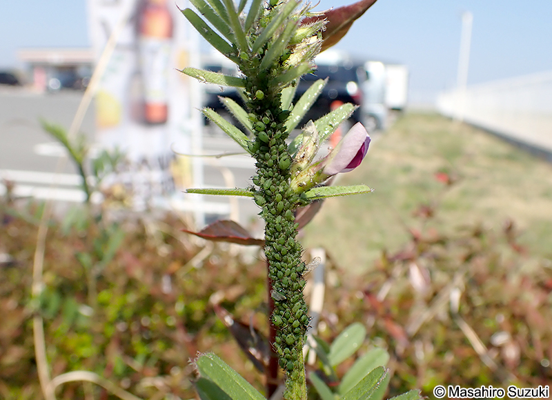 ソラマメヒゲナガアブラムシ Megoura crassicauda