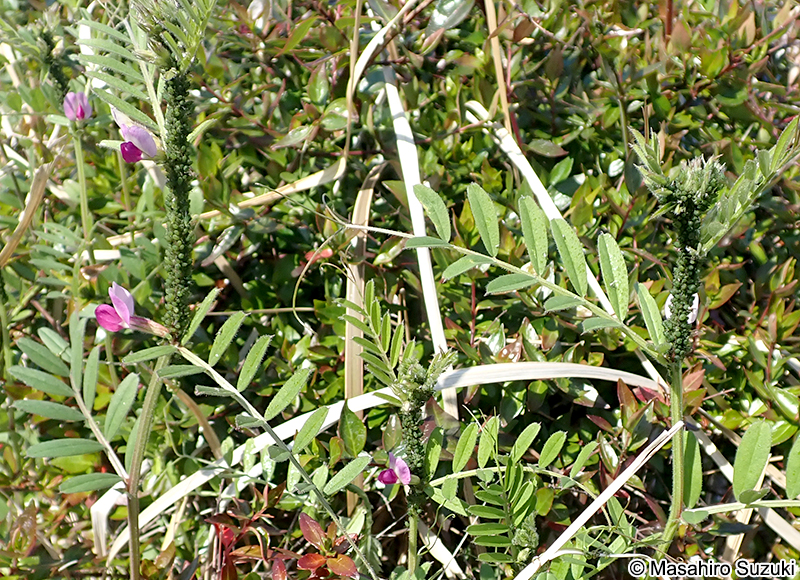 カラスノエンドウに寄生するソラマメヒゲナガアブラムシ 