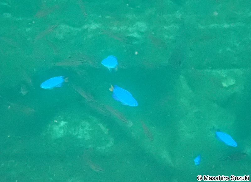 ソラスズメダイ Pomacentrus coelestis