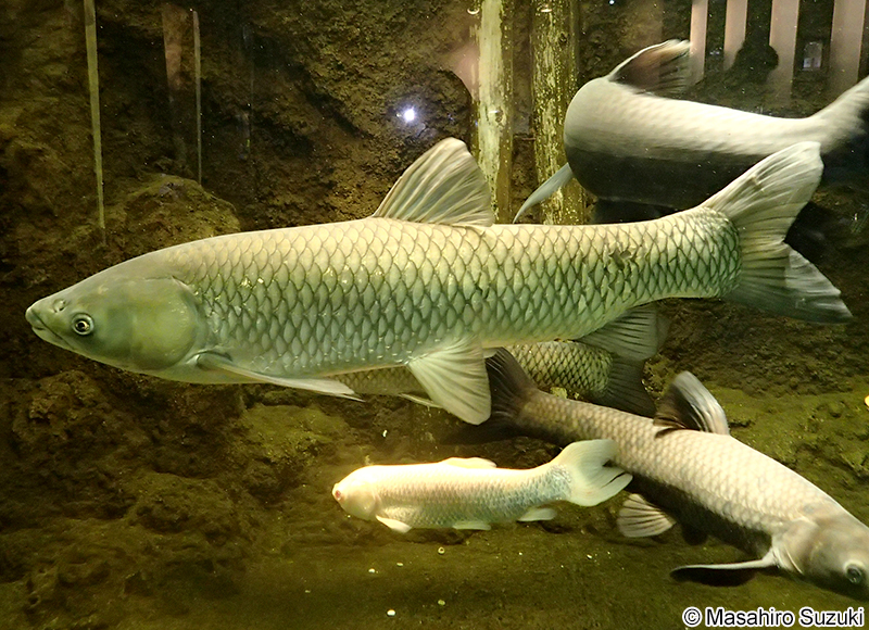 ソウギョ Ctenopharyngodon idellus