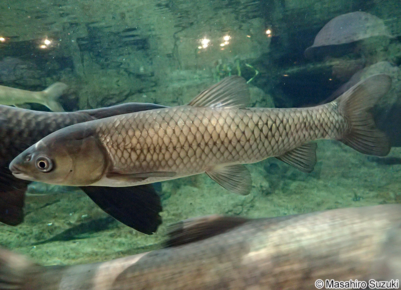 ソウギョ Ctenopharyngodon idellus