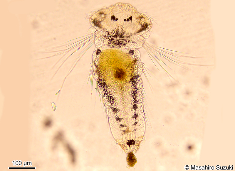 スピオ科のネクトケータ幼生 Nectochaeta larva