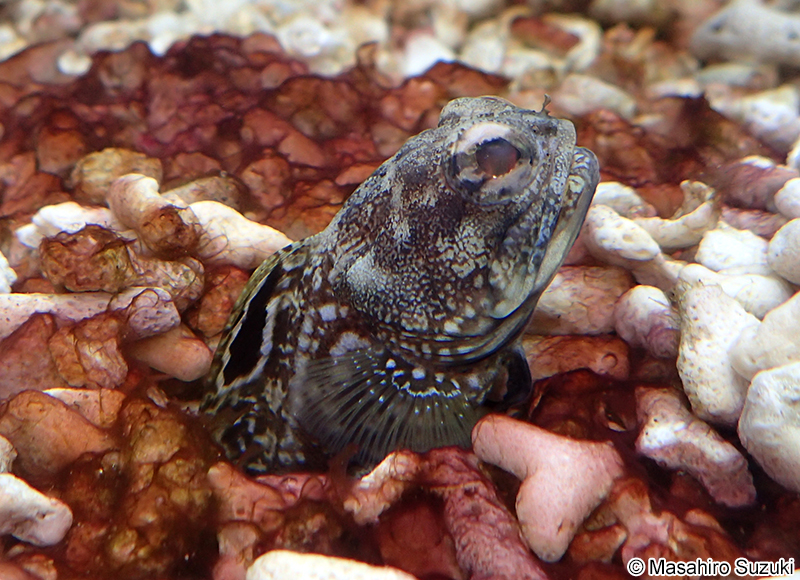 スポットフィンジョーフィッシュ Opistognathus robinsi