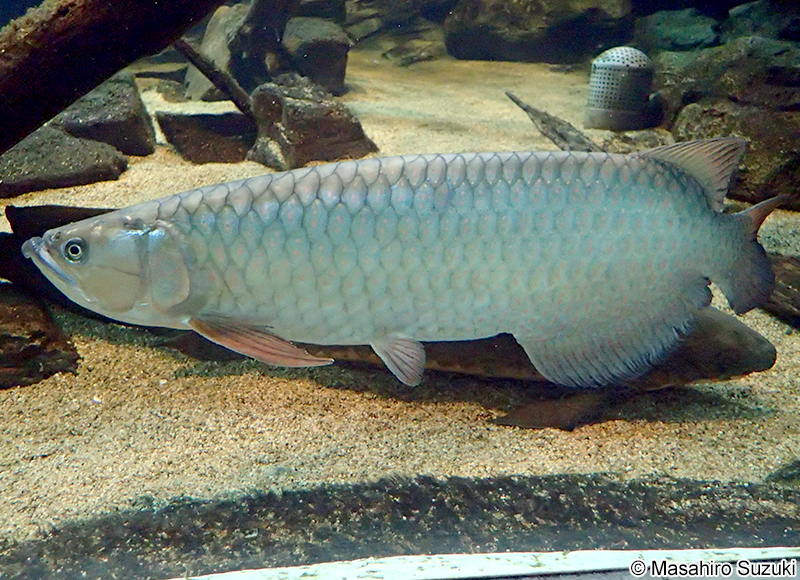 スポッテドバラムンディ Scleropages leichardti