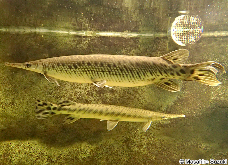 スポッテッドガー Lepisosteus oculatus